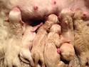 Bichon Poodle litter Born February 5th 2013|Bichon poodle puppies for sale by a Bichon poo breeder in Iowa|Blond to red